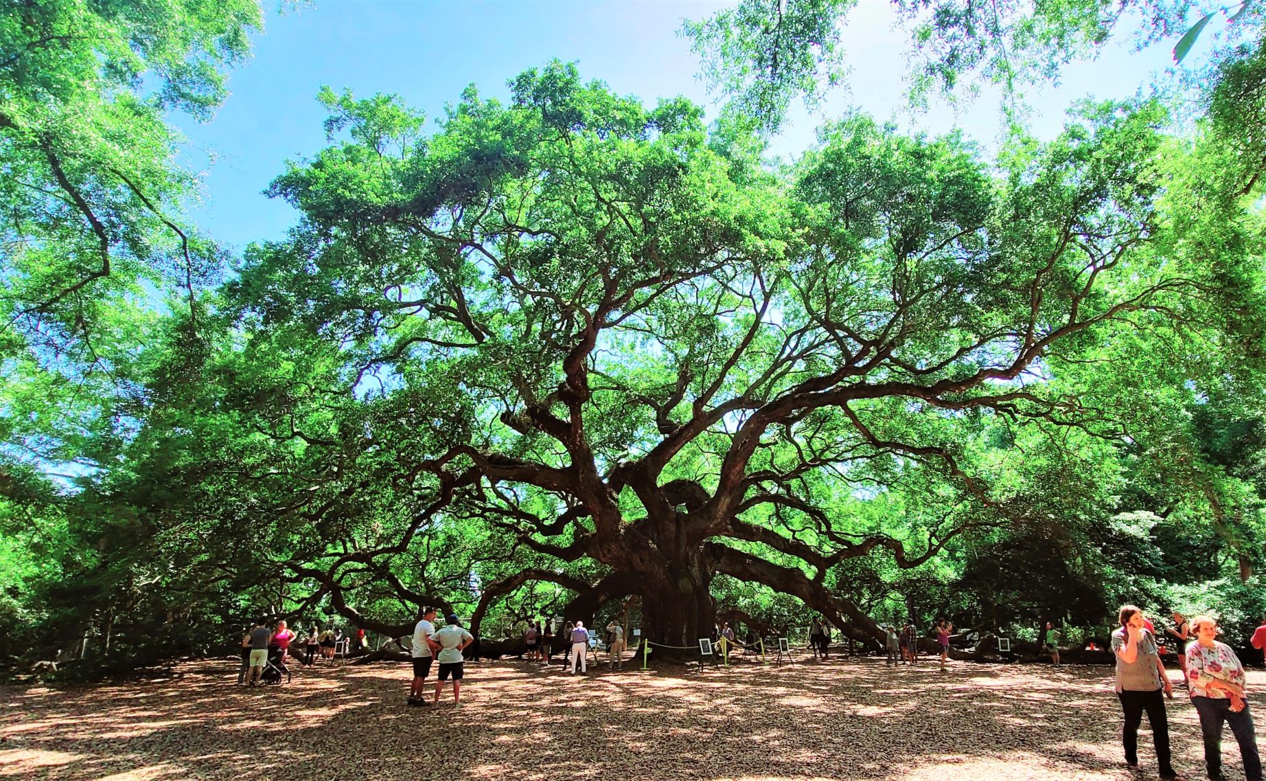 Angel Oak