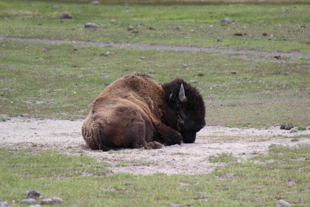 Yellowstone National Park – Fourteen Highlights to make your Bucket List Trip complete